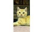 Adopt Rusty a Scottish Fold