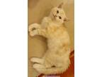 Adopt Tango a Scottish Fold