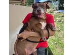 Adopt Brownie a Mixed Breed