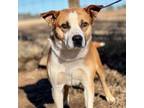 Adopt Frito a Cattle Dog