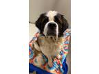 Adopt Hydro a Saint Bernard