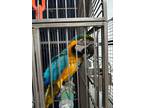 Adopt Maui a Macaw