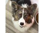 Cardigan Welsh Corgi Puppy for sale in Decatur, IL, USA