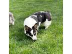 Cardigan Welsh Corgi Puppy for sale in Decatur, IL, USA