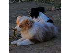 Miniature Australian Shepherd Puppy for sale in Lancaster, CA, USA