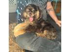 Cocker Spaniel Puppy for sale in Ringling, OK, USA