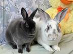 Adopt Zoey a Blue Mini Rex / Mixed (short coat) rabbit in Westford