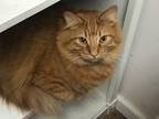 Adopt Scotty a Maine Coon / Mixed (long coat) cat in Valley Park, MO (38087132)