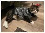 Adopt Gunther a Domestic Shorthair / Mixed cat in Kalamazoo, MI (38027211)