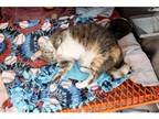 Adopt Millie a Domestic Shorthair / Mixed cat in Kalamazoo, MI (38121982)