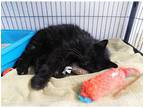 Adopt Lillian a Domestic Mediumhair / Mixed cat in Kalamazoo, MI (38046274)