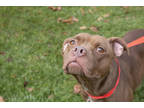 Adopt Maze a Brown/Chocolate American Pit Bull Terrier / Mixed dog in Wooster