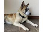 Adopt Max a Brown/Chocolate - with White German Shepherd Dog dog in Clear Lake