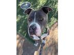 Adopt BLITZ a Brown/Chocolate - with White Pit Bull Terrier / Mixed dog in Casa