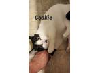 Adopt Cookie a Domestic Shorthair / Mixed (short coat) cat in Claremont