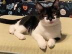 Adopt Bubba a Domestic Shorthair / Mixed (short coat) cat in Hoover