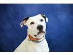 Adopt Odie a American Pit Bull Terrier / Mixed dog in Gloversville