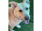Adopt ACHILLES a Tan/Yellow/Fawn Labrador Retriever / Mixed dog in Casa Grande