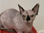 Bambino Sphynx Female Cat Bicolor Color