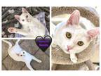 Adopt ARIEL a White (Mostly) Domestic Shorthair / Mixed (short coat) cat in
