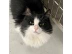 Adopt Teddy Bear a Domestic Mediumhair / Mixed (medium coat) cat in Battle