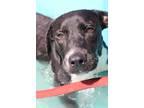 Adopt Buster **Rescue Center** a Black - with White Pit Bull Terrier dog in