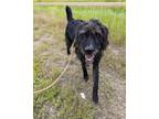 Adopt Louie a Black - with White German Wirehaired Pointer / Mastiff / Mixed dog