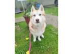 Adopt Happy a Brown/Chocolate - with White Husky / Mixed dog in Granville