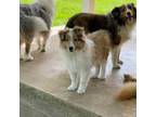 Shetland Sheepdog Puppy for sale in Newbern, TN, USA