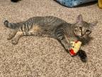 Adopt Dega a Domestic Shorthair / Mixed (short coat) cat in Hoover