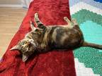 Adopt Chip a Domestic Shorthair / Mixed (short coat) cat in Ocala, FL (37961457)