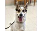 Adopt Link a White - with Tan, Yellow or Fawn Cattle Dog / Mixed dog in Fresno
