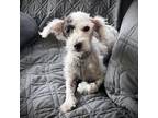 Adopt Jordan Lee a White - with Tan, Yellow or Fawn Poodle (Standard) / Mixed