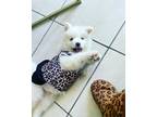 Adopt Paloma a White Husky / Mixed dog in Chula Vista, CA (37908520)