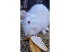 Adopt Alice a Albino or Red-Eyed White Dwarf (long coat) rabbit in Ocala