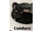 Adopt Candace a All Black Domestic Shorthair / Mixed (short coat) cat in