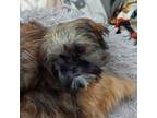 Shih Tzu Puppy for sale in Gilroy, CA, USA