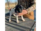 German Shorthaired Pointer Puppy for sale in Kenansville, NC, USA