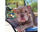 Bulldog Puppy for sale in Orlando, FL, USA