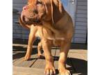 American Bull Dogue De Bordeaux Puppy for sale in Savoy, MA, USA