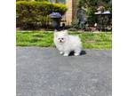 Maltipom Puppy for sale in Clarksburg, NJ, USA
