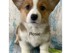 AKC Rosie