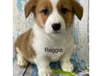 AKC Reggie