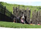 Bernese Mountain Dog Puppy for sale in Cambridge, OH, USA