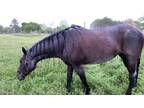 AQHA Finished Barrel Horse