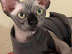 Bambino Sphynx Female Cat Black Color