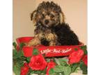 Poodle (Toy) Puppy for sale in Bakersfield, CA, USA