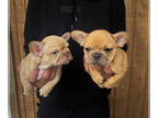 French Bulldog PUPPY FOR SALE ADN-746011 - Frenchies