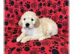 Goldendoodle PUPPY FOR SALE ADN-745920 - F1B and F1 Goldendoodles