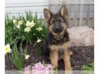 German Shepherd Dog PUPPY FOR SALE ADN-745854 - Black and Red German Shepherd